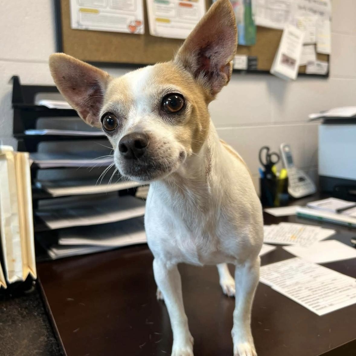 Enlarge Chloe, a Adopted Chihuahua in Mount Prospect, IL image 5/6