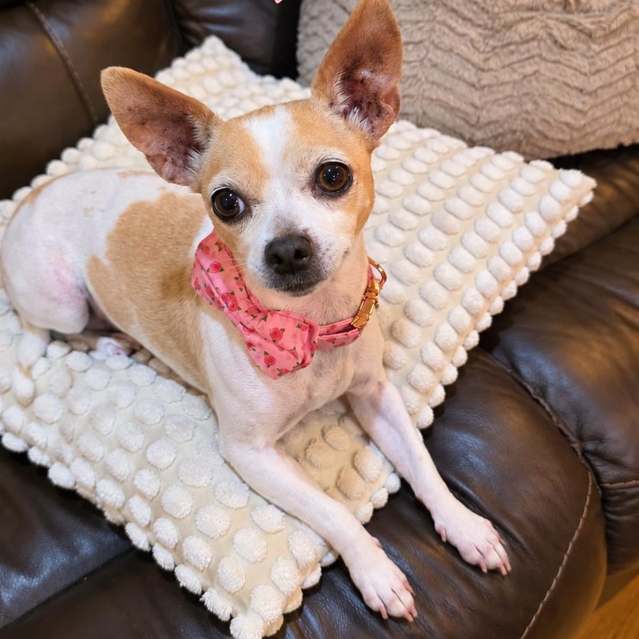 Enlarge Chloe, a Adopted Chihuahua in Mount Prospect, IL image 1/6