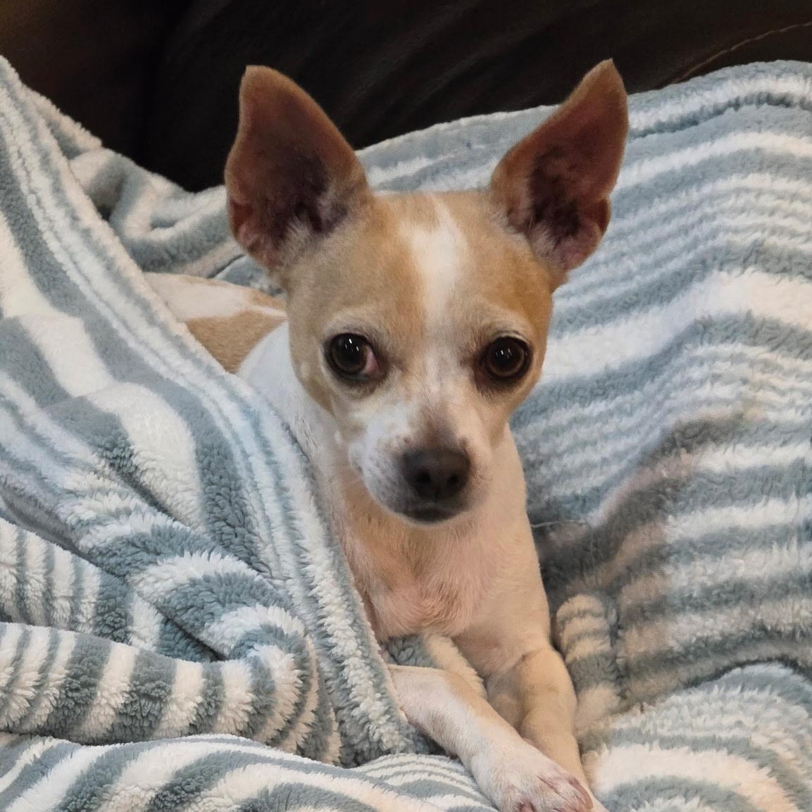 Enlarge Chloe, a Adopted Chihuahua in Mount Prospect, IL image 2/6