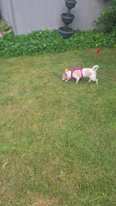 Enlarge Chloe, a Adopted Chihuahua in Mount Prospect, IL video 4/6