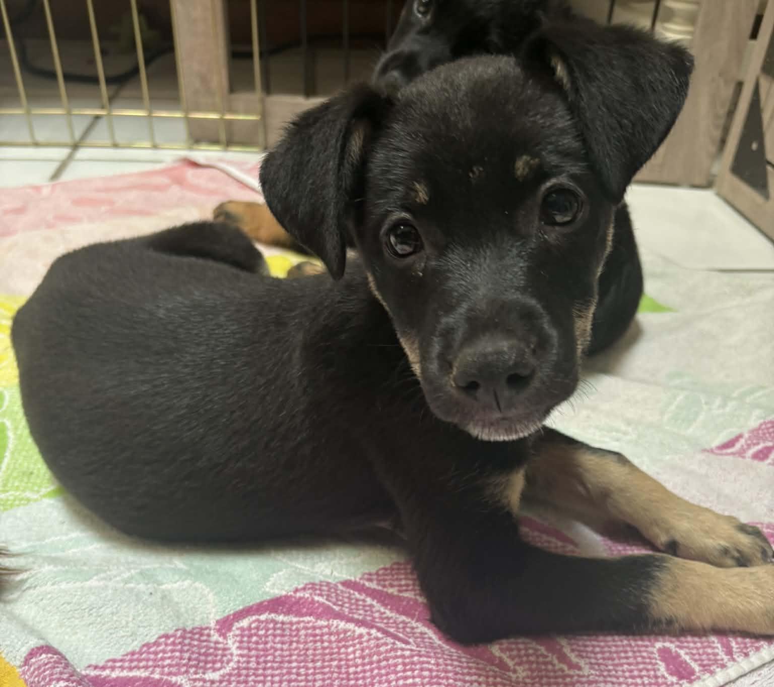 Elle, ADOPTABLE, Puppy Female Shepherd.