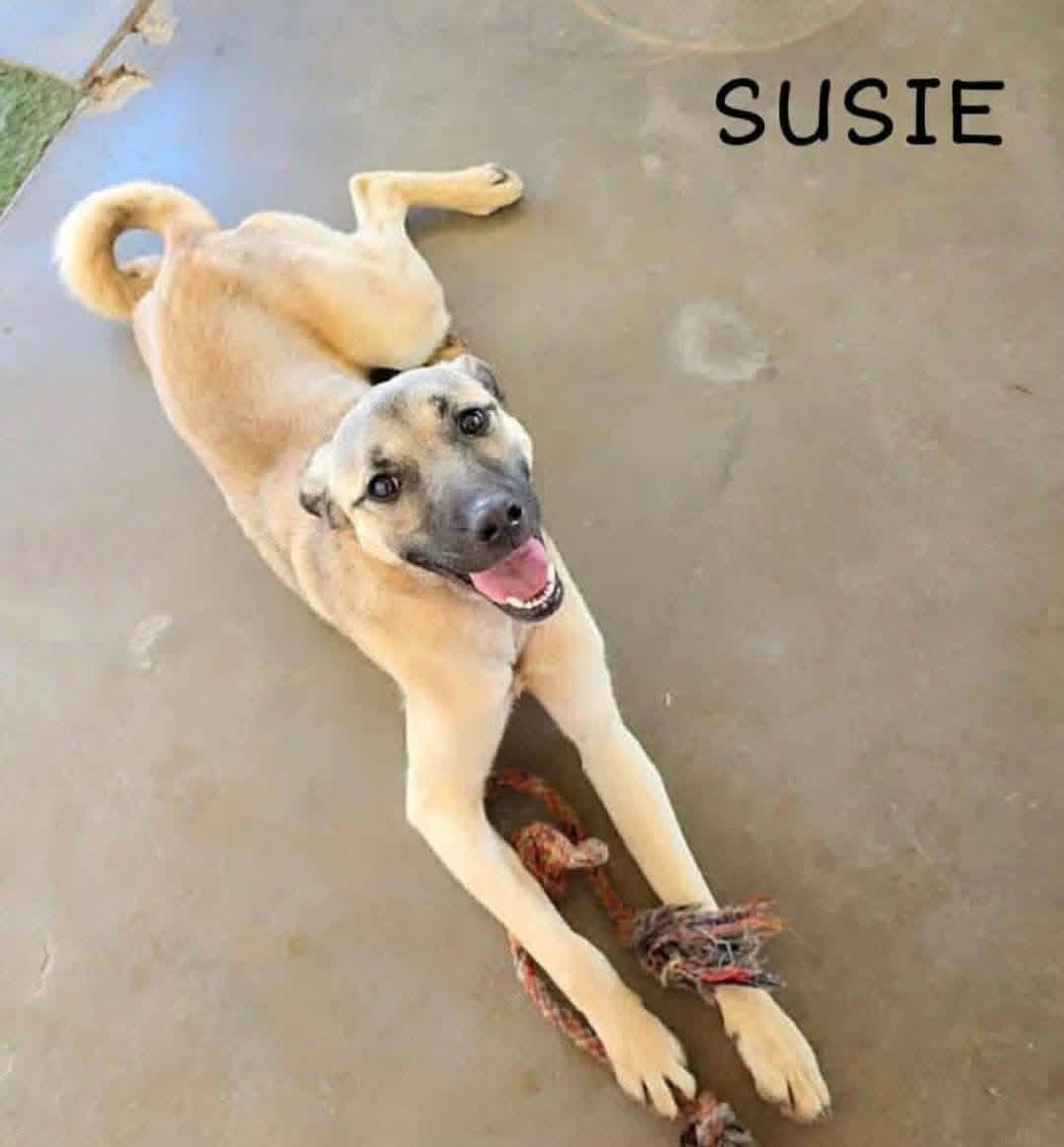 Susie, a Adoptable mixed breed in New London, WI image 1/3