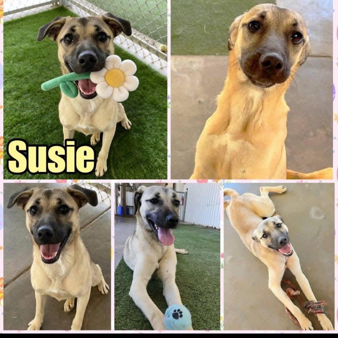 Susie, a Adoptable mixed breed in New London, WI image 3/3