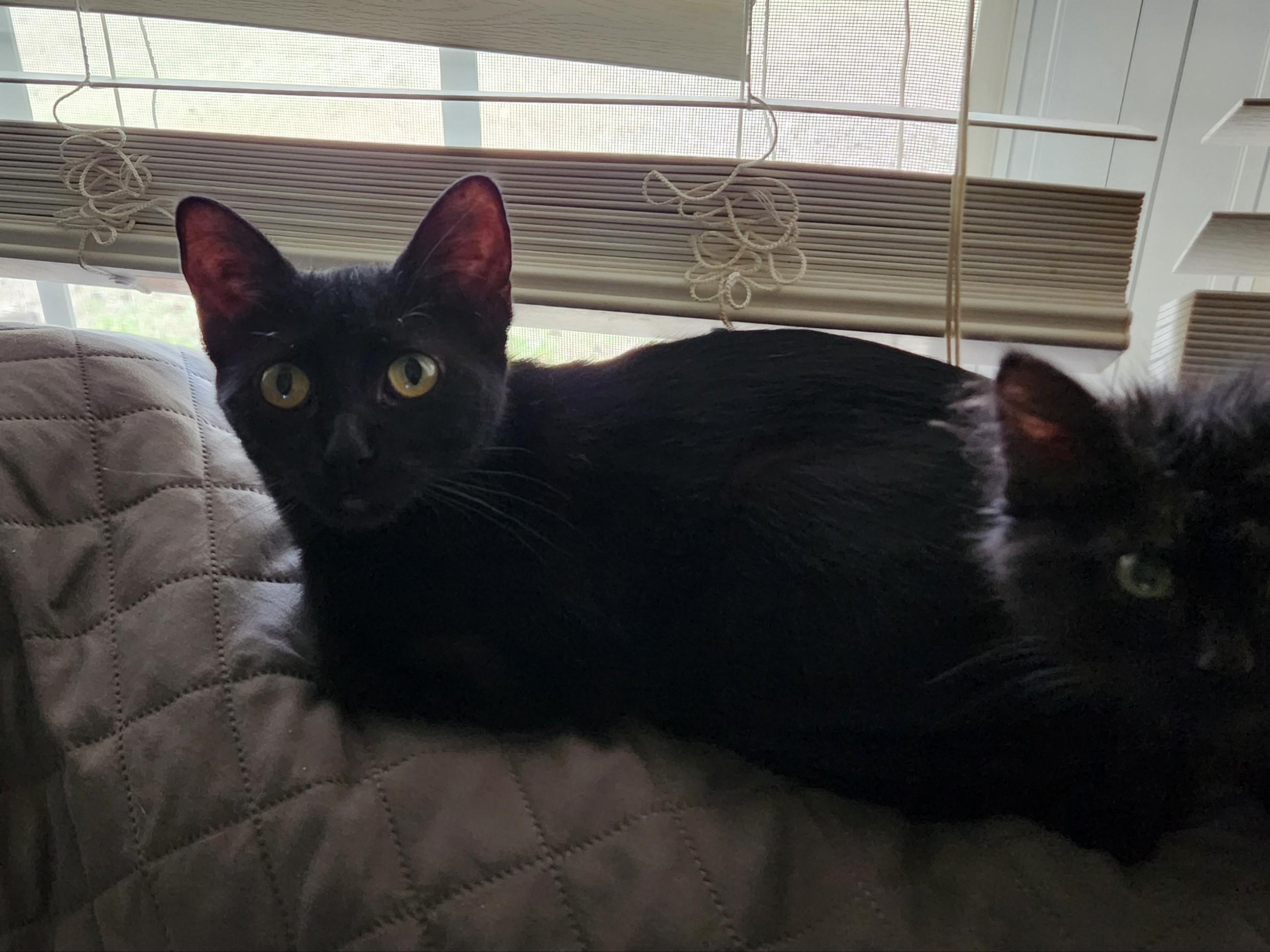 Basket, Adoptable, Adult Female Domestic Short Hair.