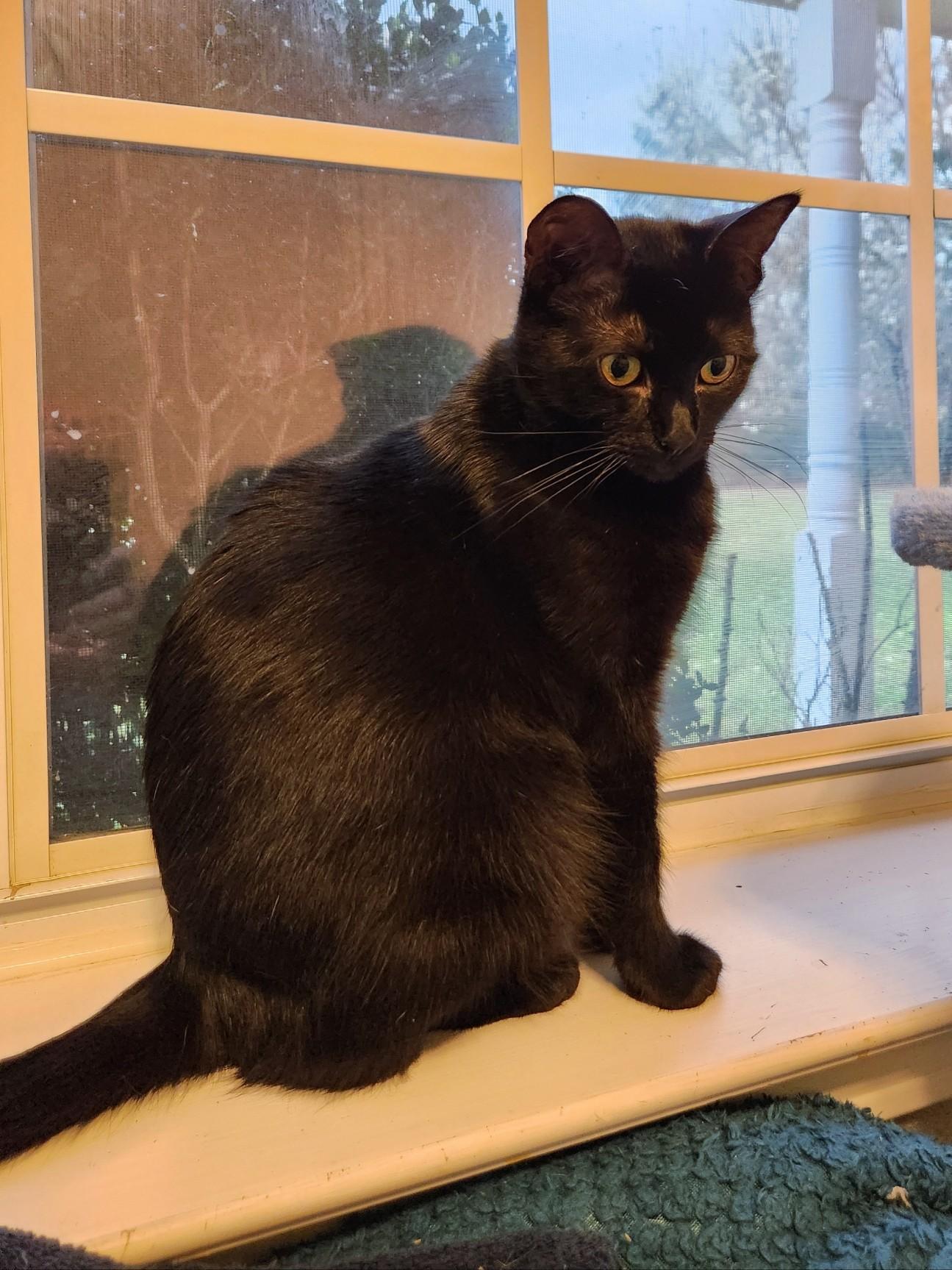 Basket, a Adoptable Domestic Short Hair in Mount Pleasant, TX image 3/3