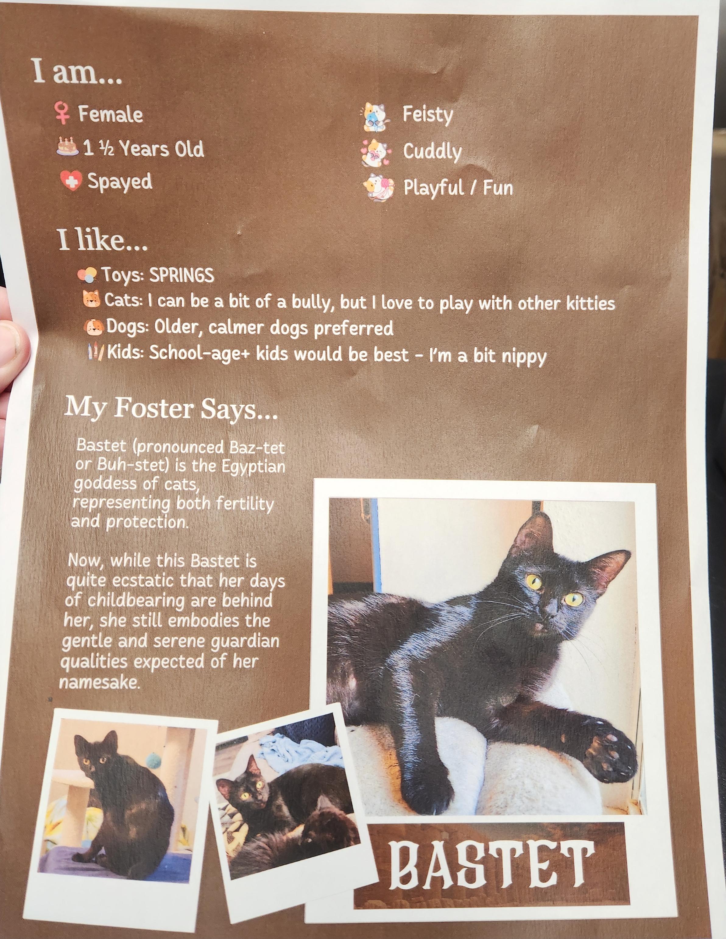 Enlarge Basket, a ADOPTABLE Domestic Short Hair in Mount Pleasant, TX image 2/2