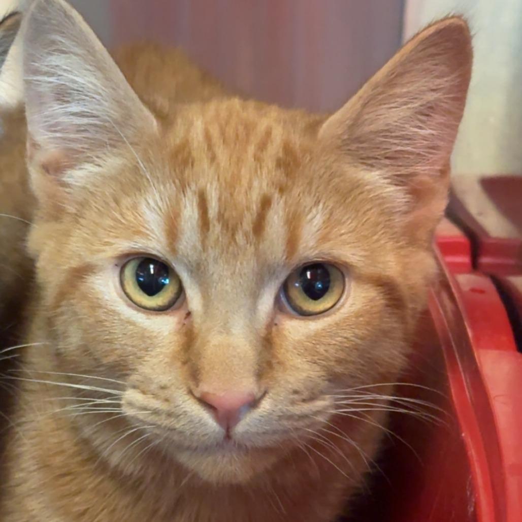 Roscoe, Adoptable, Young Male Domestic Short Hair.