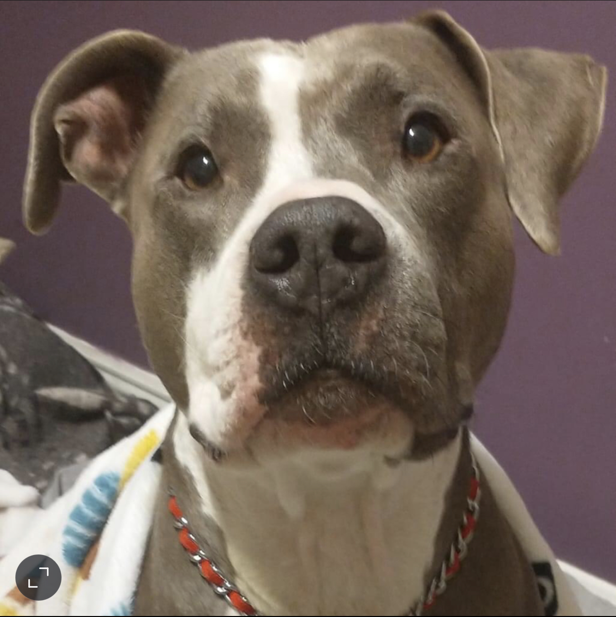 Zeeke, a Adoptable mixed breed in Coral Springs, FL image 1/7