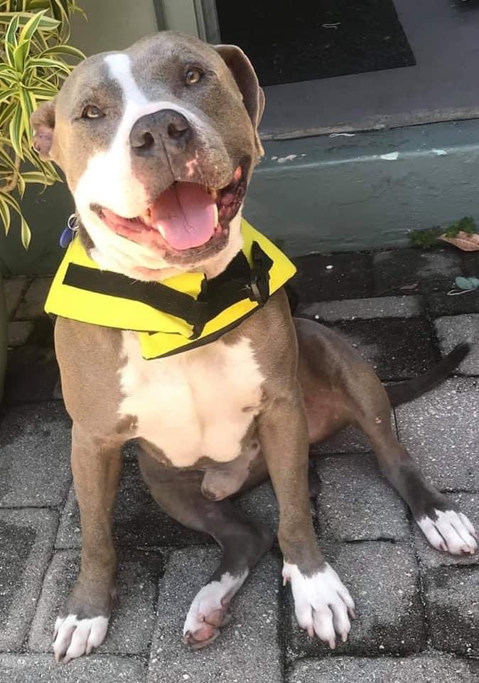 Zeeke, a Adoptable mixed breed in Coral Springs, FL image 3/7