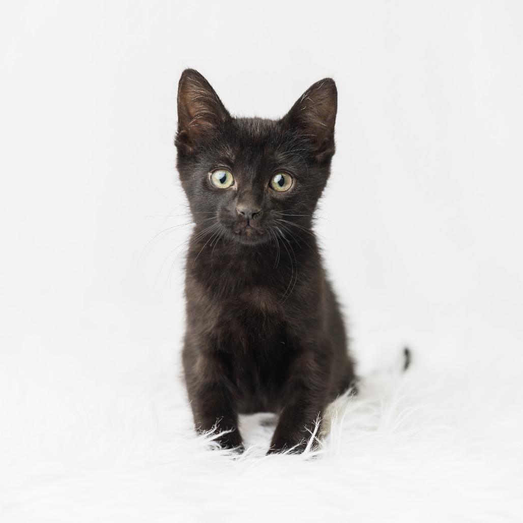 Bucket Truck, Adoptable, Kitten Male Domestic Short Hair.