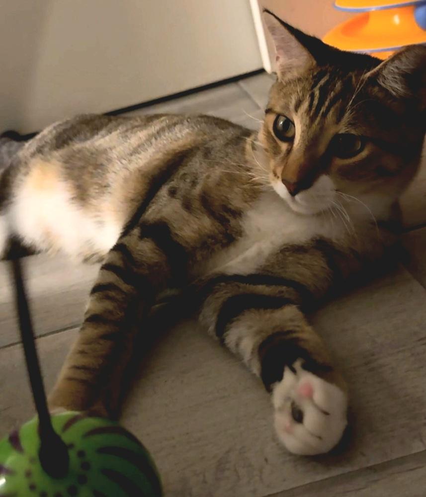 Honey, Adoptable, Adult Male Domestic Short Hair.