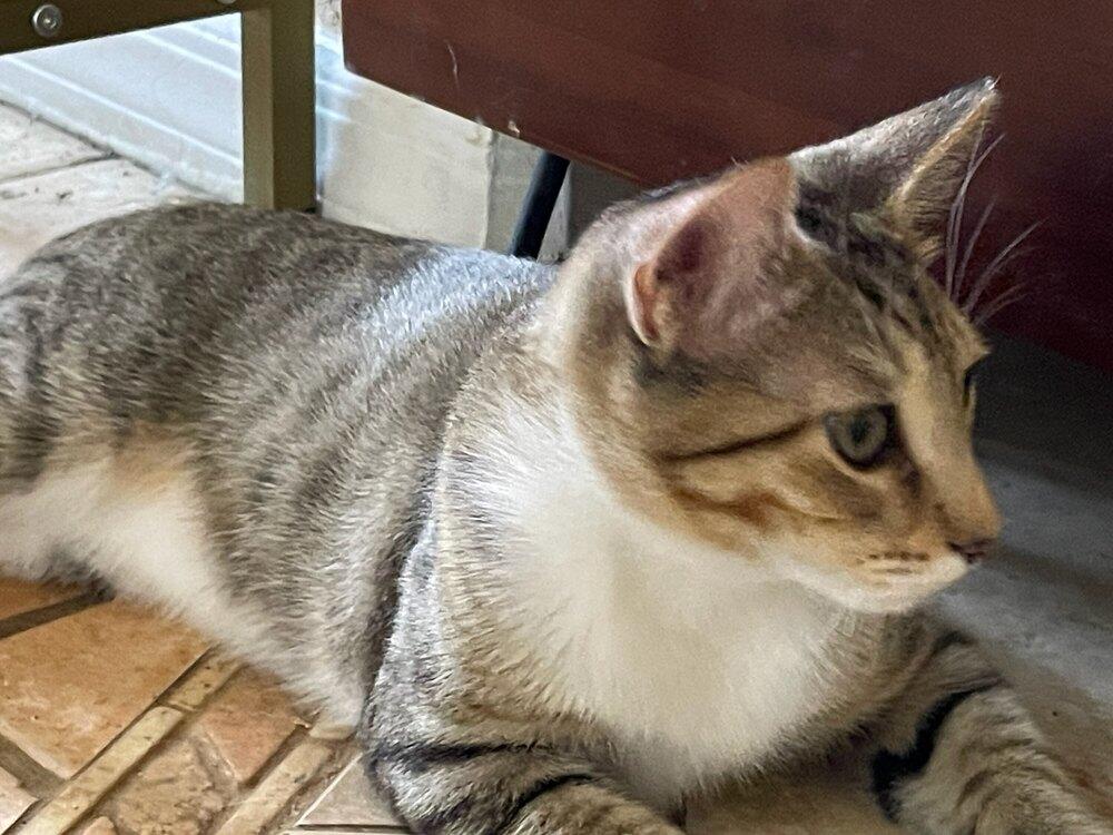 Enlarge Honey, a Adoptable Domestic Short Hair in Green Valley, AZ image 2/6