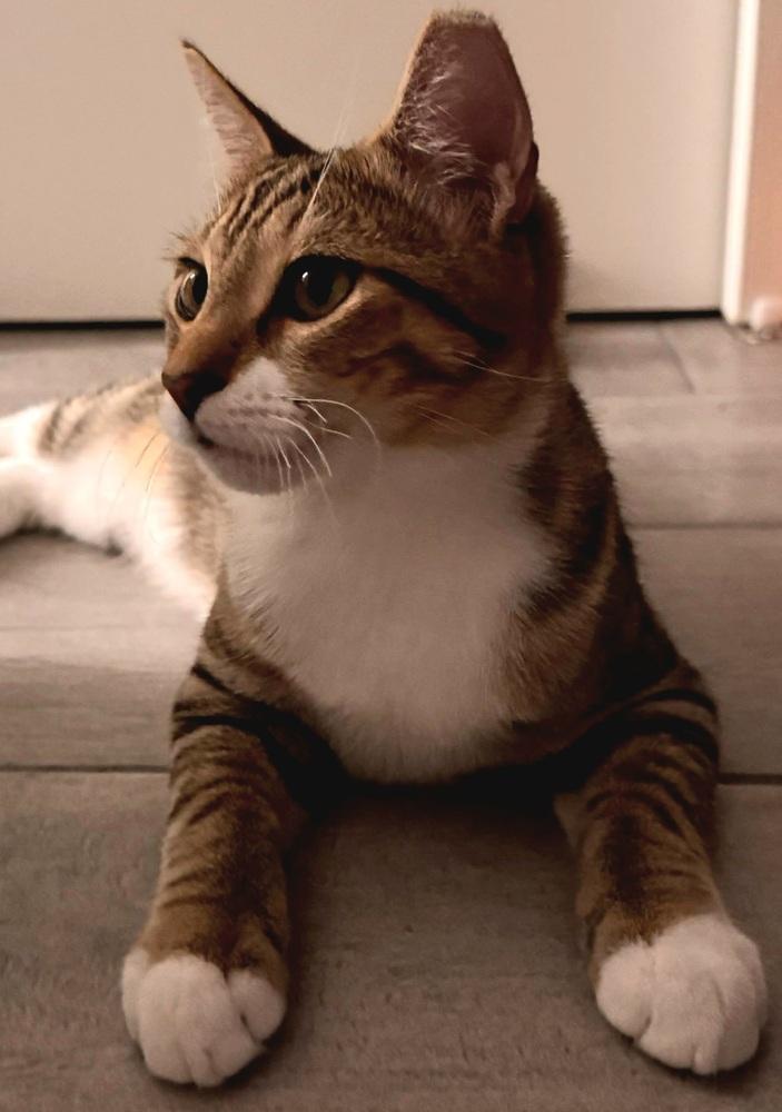 Enlarge Honey, a Adoptable Domestic Short Hair in Green Valley, AZ image 3/6