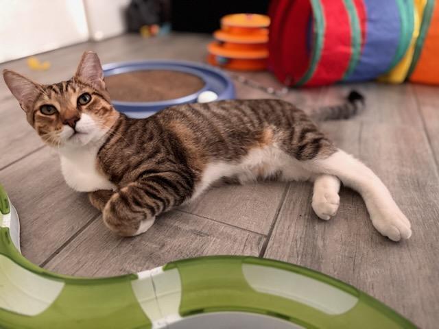 Enlarge Honey, a Adoptable Domestic Short Hair in Green Valley, AZ image 4/6