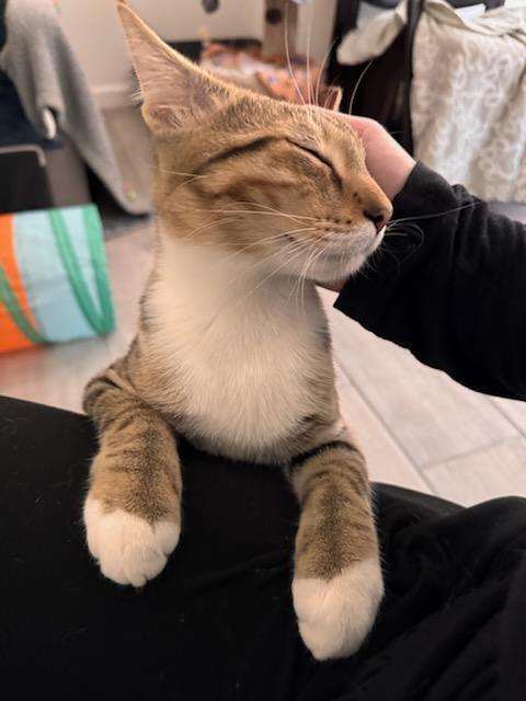 Enlarge Honey, a Adoptable Domestic Short Hair in Green Valley, AZ image 5/6