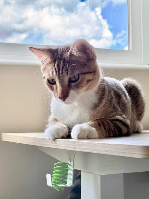 Enlarge Honey, a Adoptable Domestic Short Hair in Green Valley, AZ image 6/6