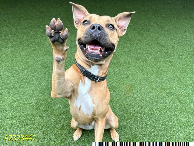 Enlarge MEADOW BLOSSOM, a Adoptable mixed breed in West Palm Beach, FL image 1/1