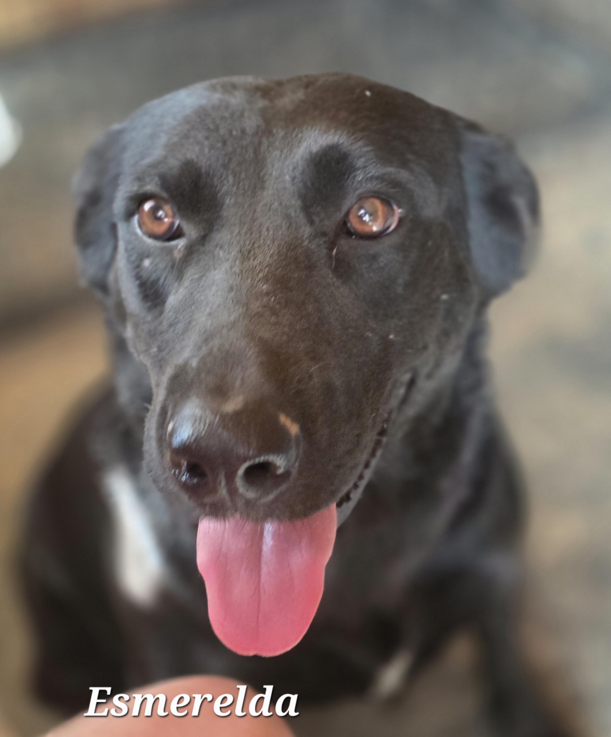 Esmerelda, a Adoptable mixed breed in Warren, RI image 2/4