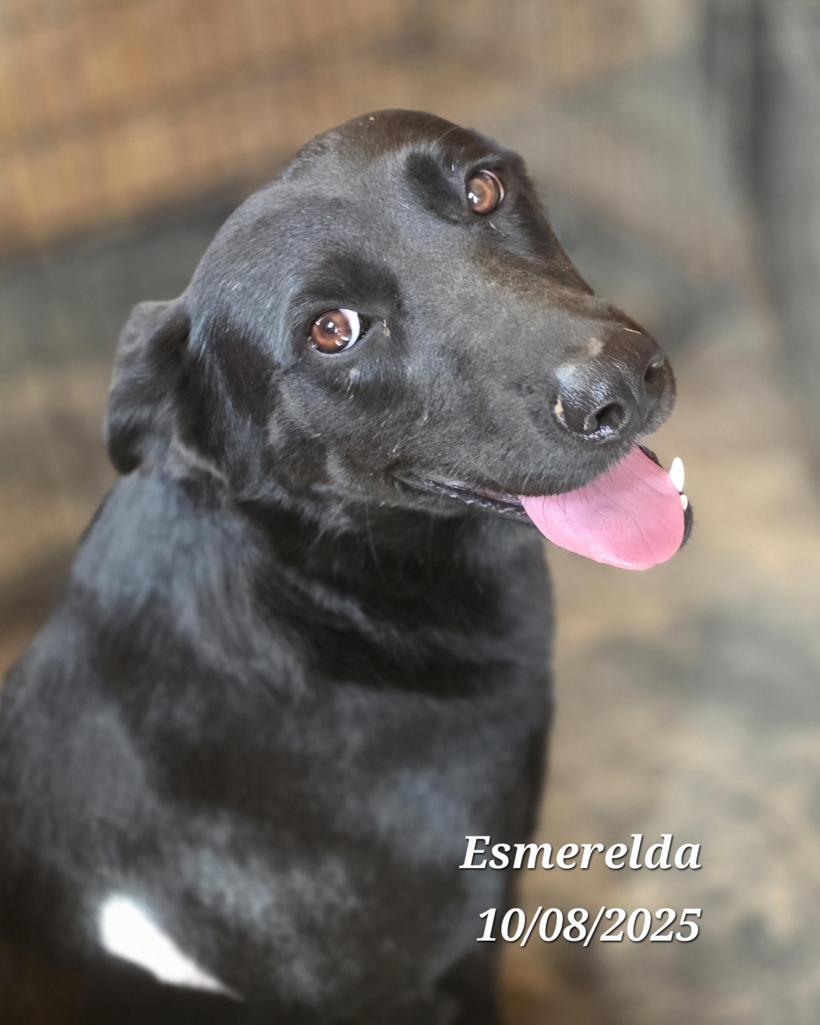 Esmerelda, Adoptable, Adult Female Shepherd.
