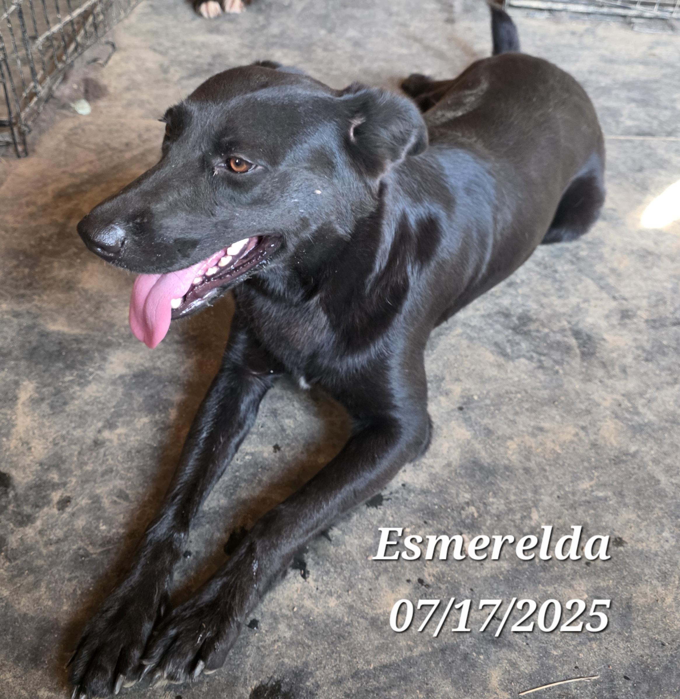 Esmerelda, a Adoptable mixed breed in Warren, RI image 3/4