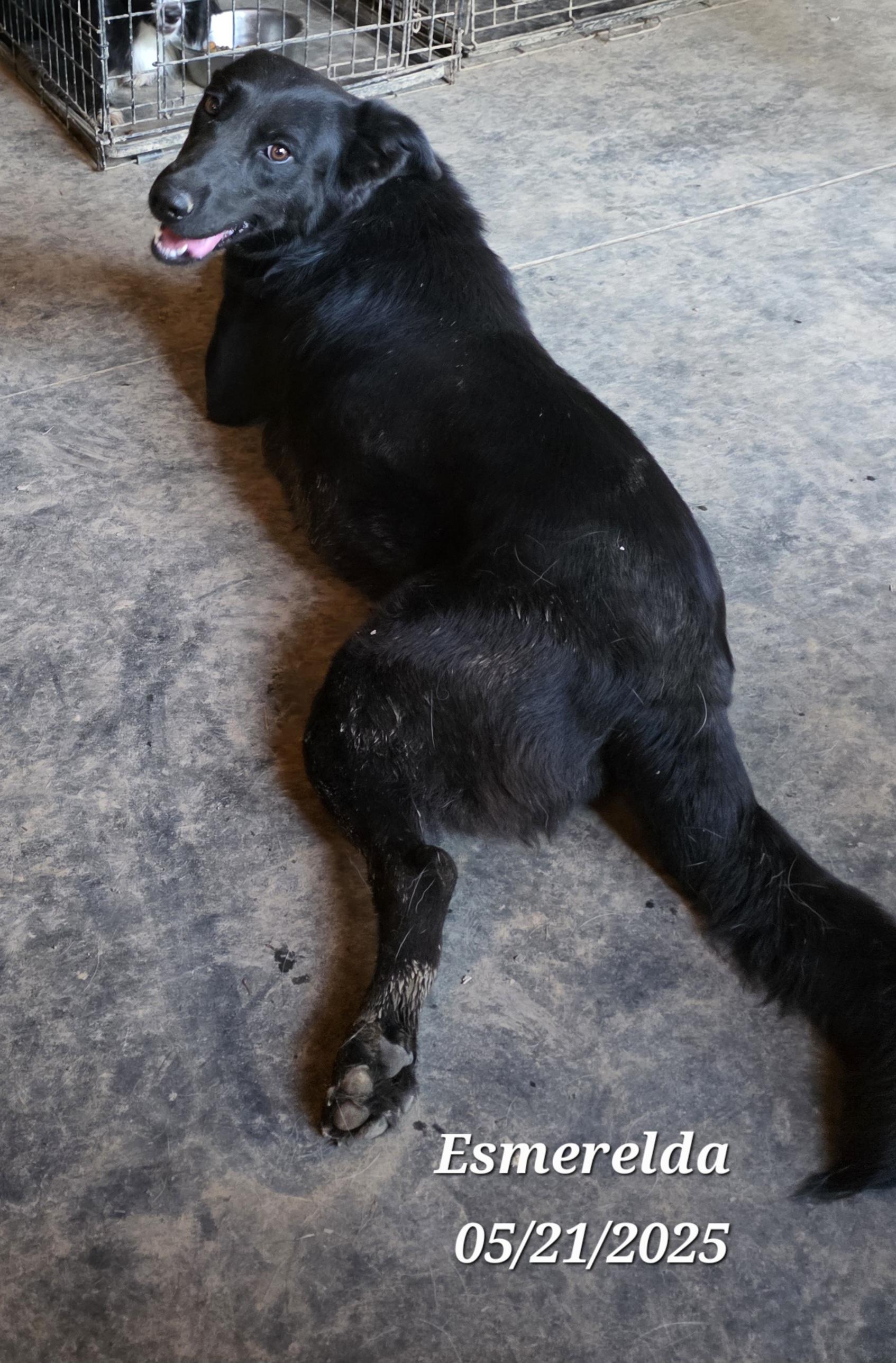 Esmerelda, a Adoptable mixed breed in Warren, RI image 4/4