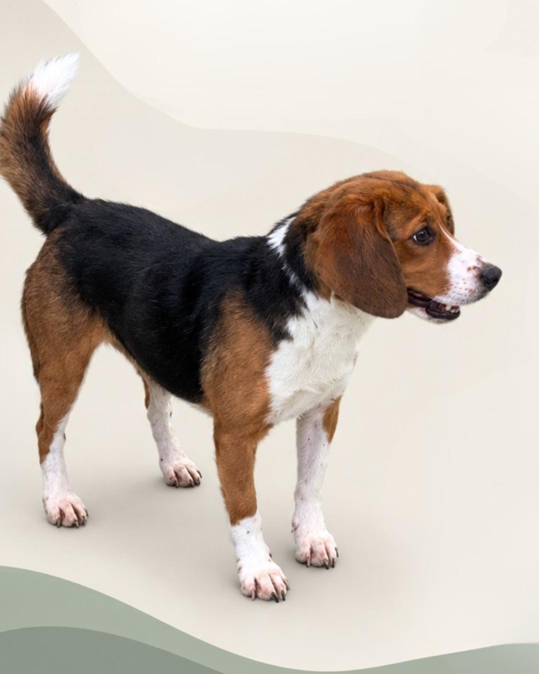 Bert (Washington DC), Adoptable, Adult Male Beagle.