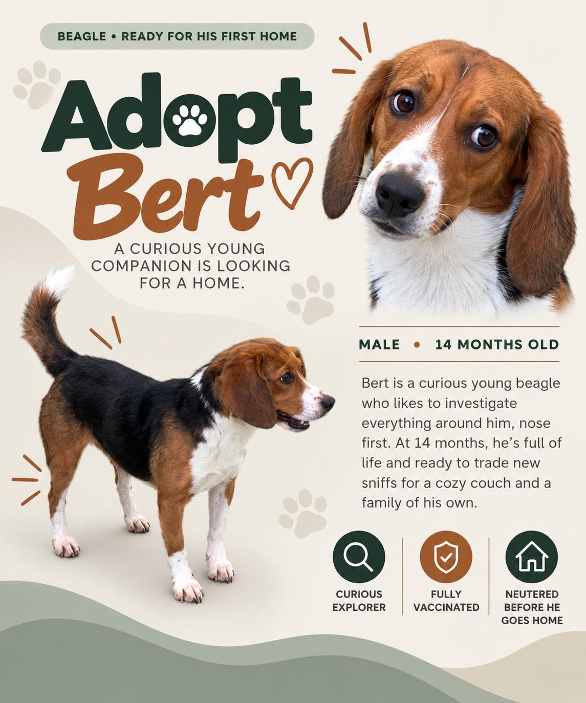 Enlarge Bert (Washington DC), a Adoptable Beagle in Washington DC, DC image 2/2