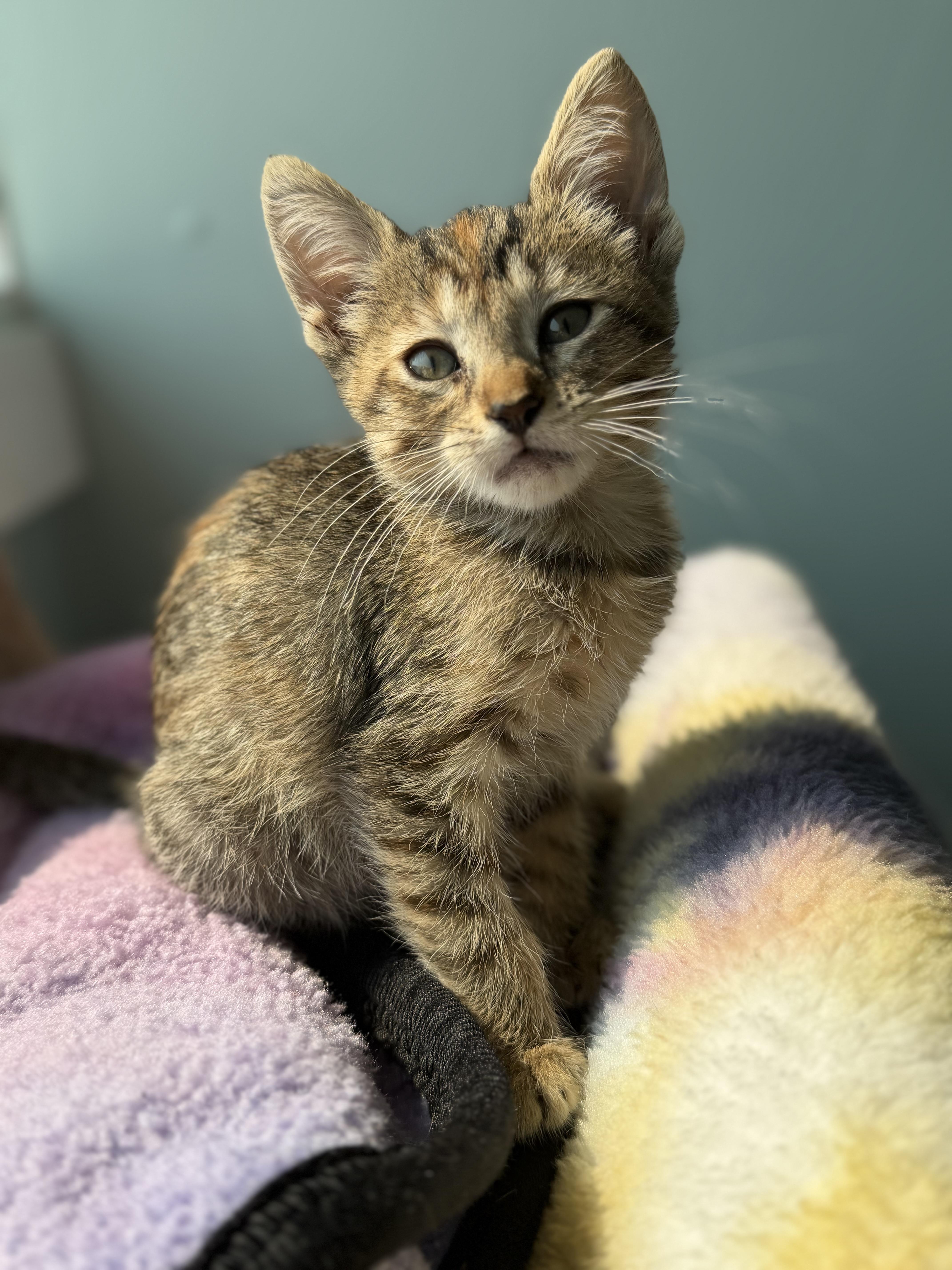Jessie, an adopted Domestic Short Hair in Dodgeville, WI image 1/2