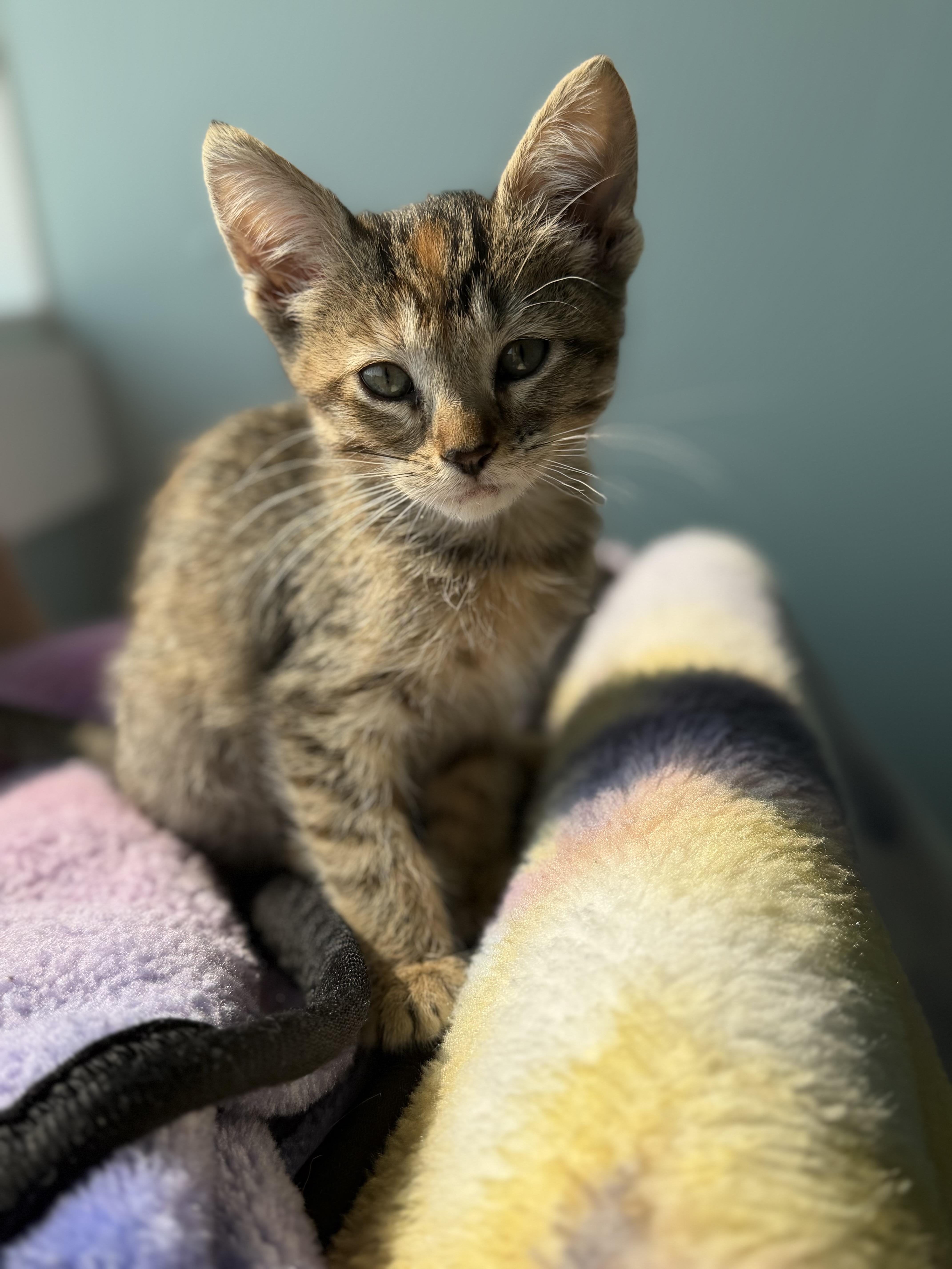 Jessie, an adopted Domestic Short Hair in Dodgeville, WI image 2/2