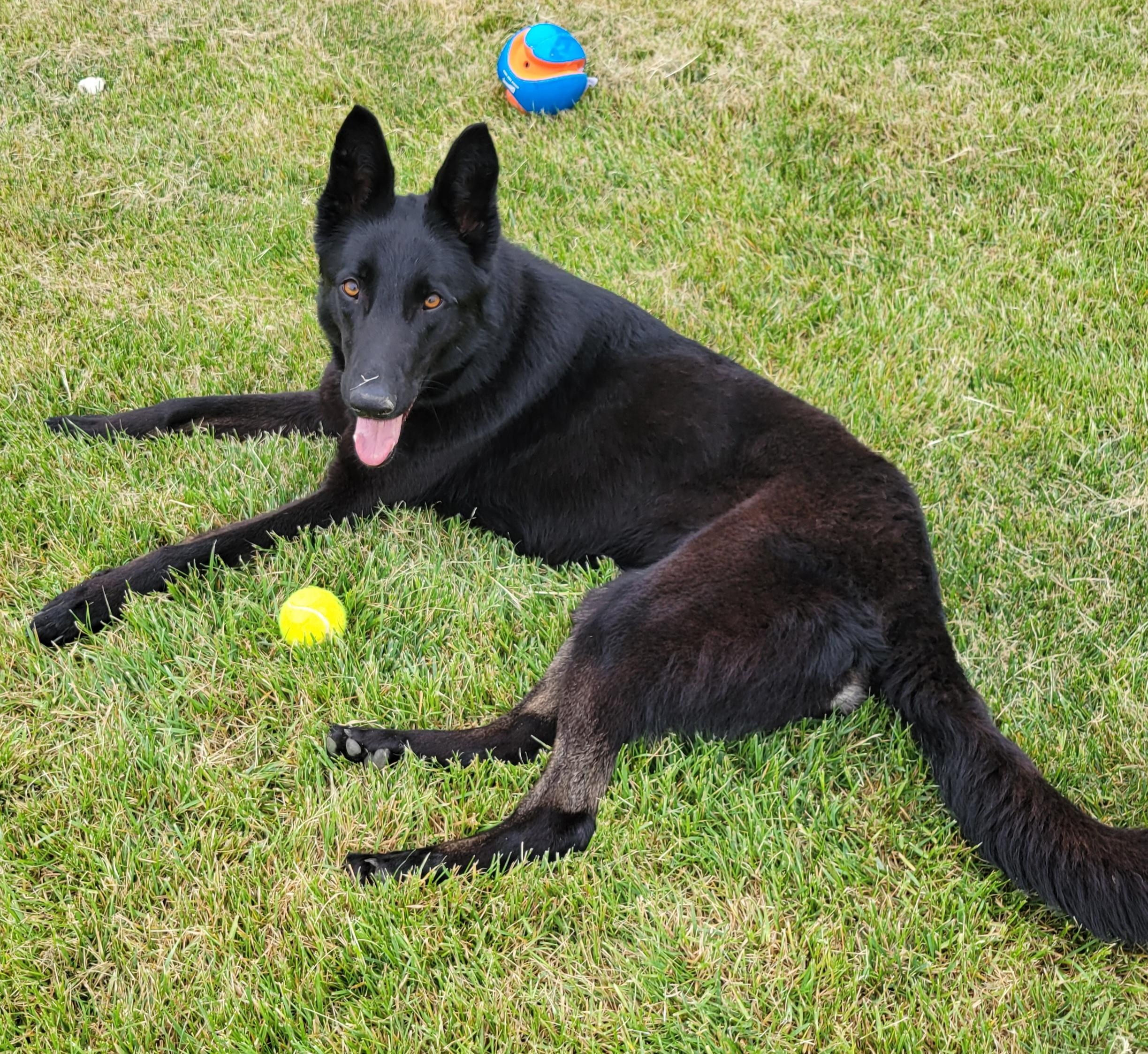 Enlarge Maggie, a ADOPTABLE German Shepherd Dog in Elwood, NJ image 3/4