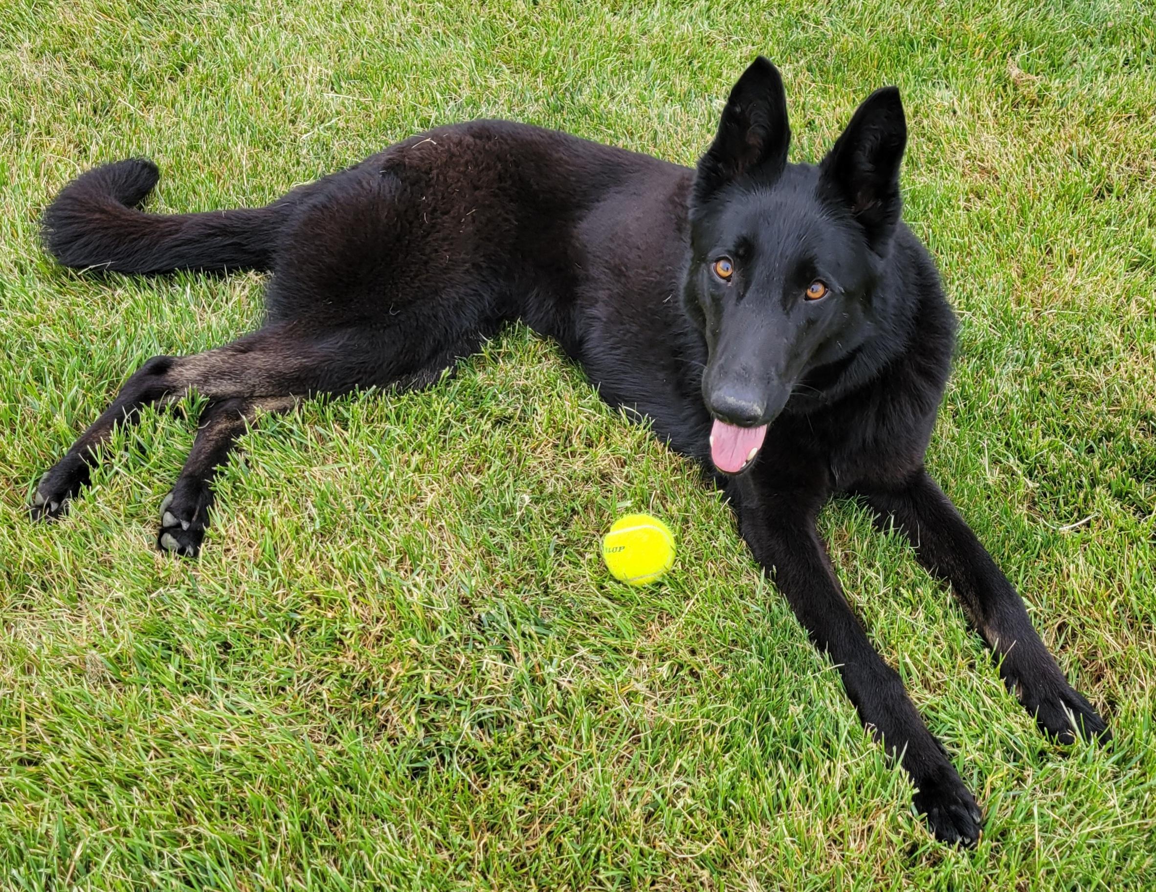Enlarge Maggie, a ADOPTABLE German Shepherd Dog in Elwood, NJ image 2/4