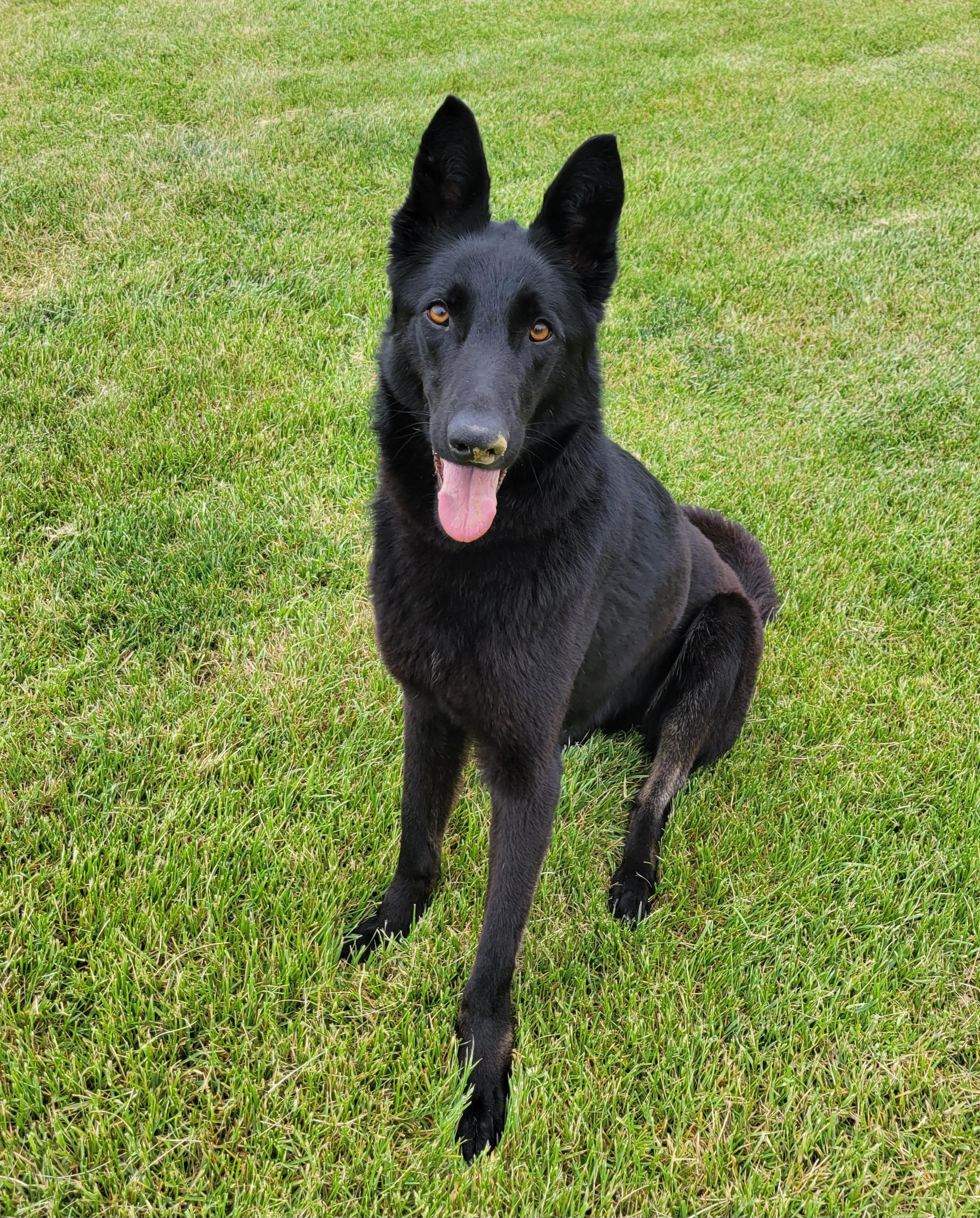 Enlarge Maggie, a ADOPTABLE German Shepherd Dog in Elwood, NJ image 4/4