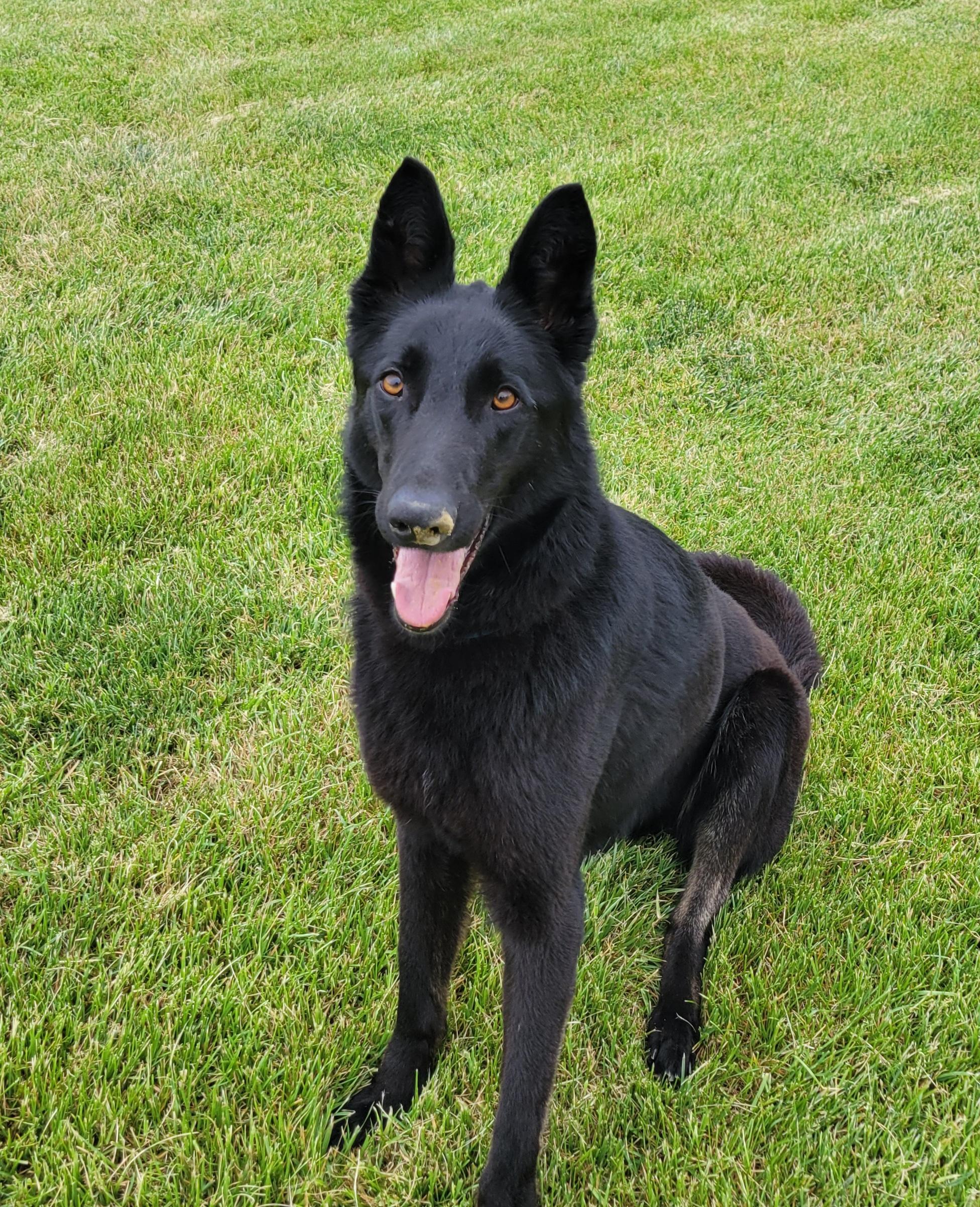 Enlarge Maggie, a ADOPTABLE German Shepherd Dog in Elwood, NJ image 1/4