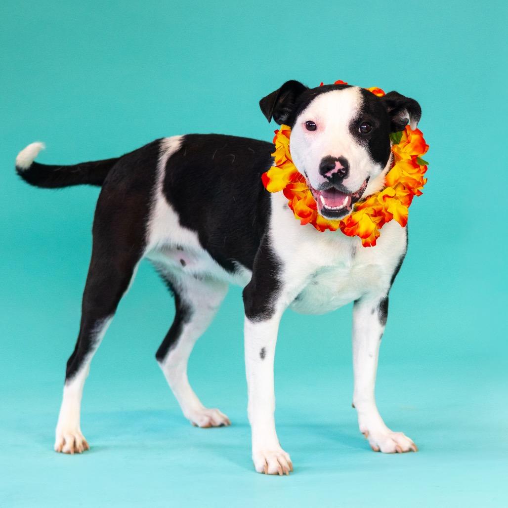 Enlarge Travis, a Adoptable Pit Bull Terrier in Newark, DE image 3/6