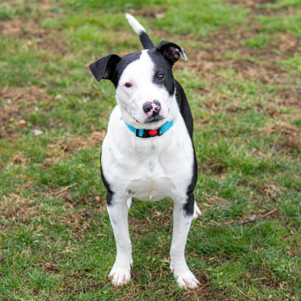 Enlarge Travis, a Adoptable Pit Bull Terrier in Newark, DE image 4/6