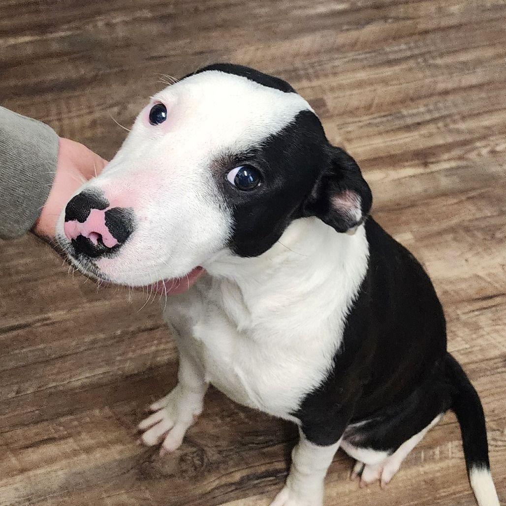 Enlarge Travis, a Adoptable Pit Bull Terrier in Newark, DE image 5/6