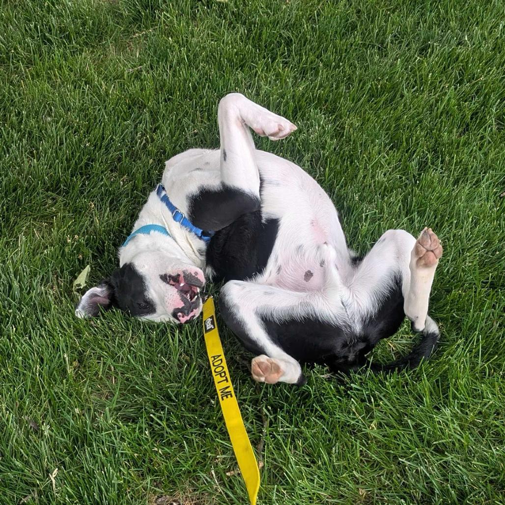 Enlarge Travis, a Adoptable Pit Bull Terrier in Newark, DE image 6/6