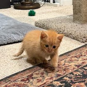 Brave Blind Baby Hank, a ADOPTABLE American Shorthair in Bristow, VA image 2/5