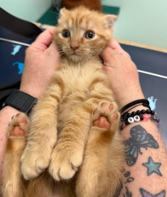 Brave Blind Baby Hank, ADOPTABLE, Kitten Male American Shorthair.