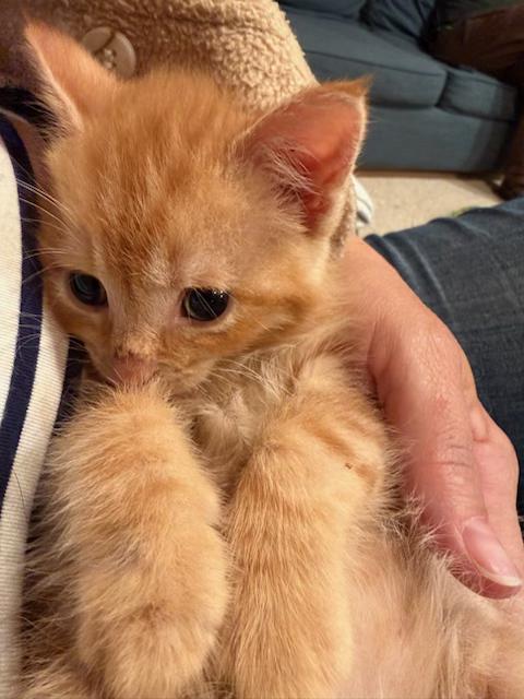 Brave Blind Baby Hank, adoptable, Kitten Male American Shorthair.