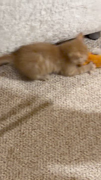 Enlarge Brave Blind Baby Hank, a ADOPTABLE American Shorthair in Bristow, VA video 3/5