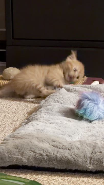 Enlarge Brave Blind Baby Hank, a ADOPTABLE American Shorthair in Bristow, VA video 4/5