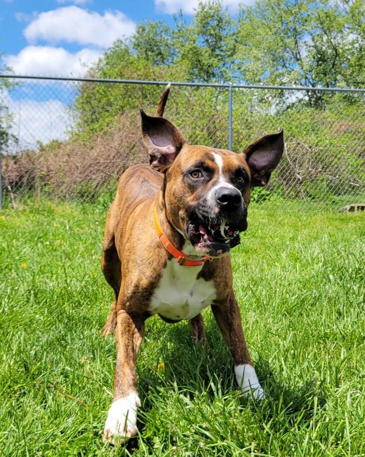 Enlarge Pepper, an adopted mixed breed in Lisbon, OH image 5/6