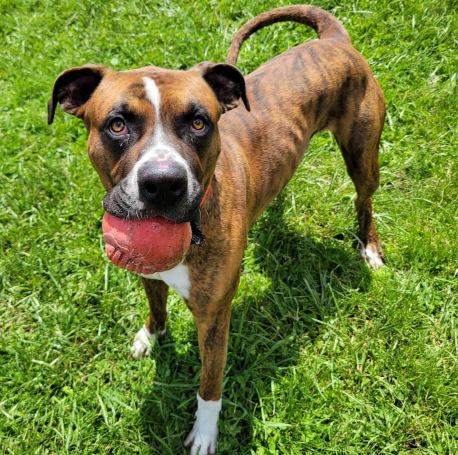 Enlarge Pepper, an adopted mixed breed in Lisbon, OH image 6/6