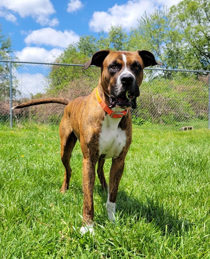 Pepper, adopted, Young Male Great Dane & Boxer.