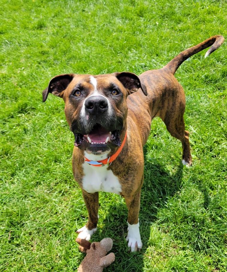 Enlarge Pepper, an adopted mixed breed in Lisbon, OH image 2/6