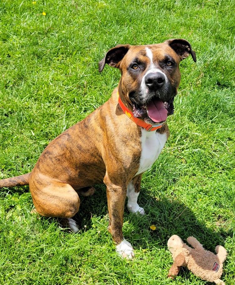 Enlarge Pepper, an adopted mixed breed in Lisbon, OH image 3/6