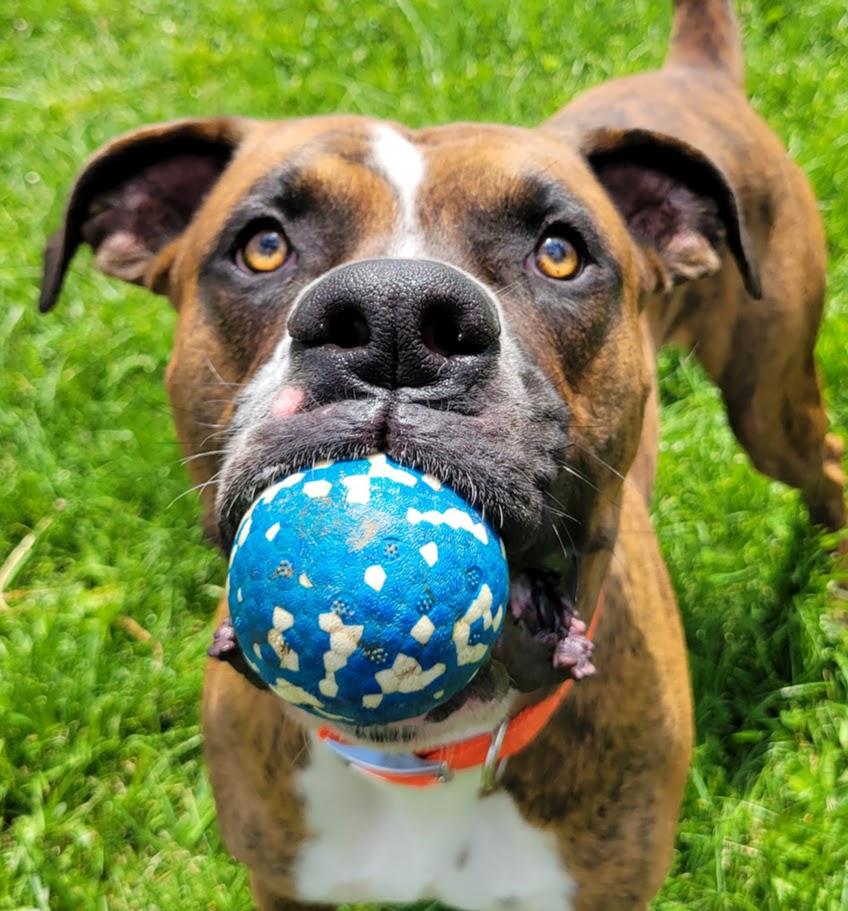 Enlarge Pepper, an adopted mixed breed in Lisbon, OH image 4/6