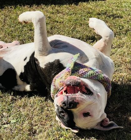 Cain $85 fostered, a Adoptable mixed breed in Seneca, SC image 1/3