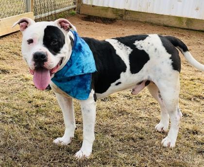 Cain $85 fostered, a Adoptable mixed breed in Seneca, SC image 2/3